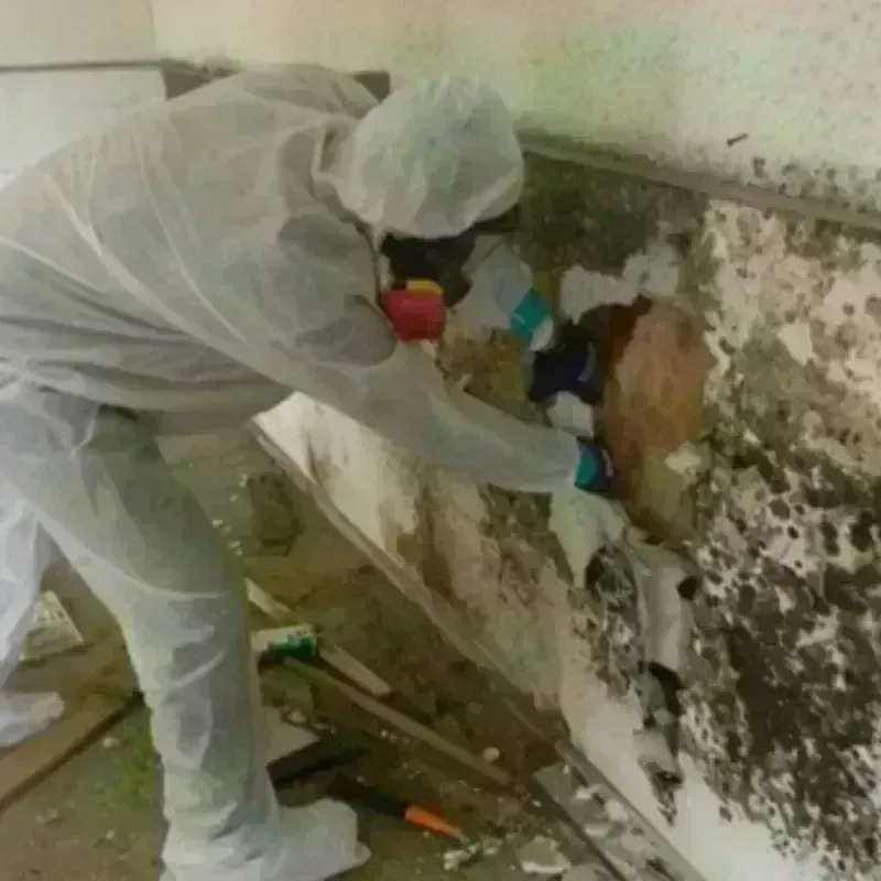 Mold Remediation and Removal in Davis, OK